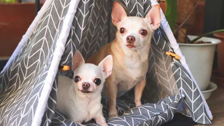 As raças de cachorros menores são perfeitas para apartamentos