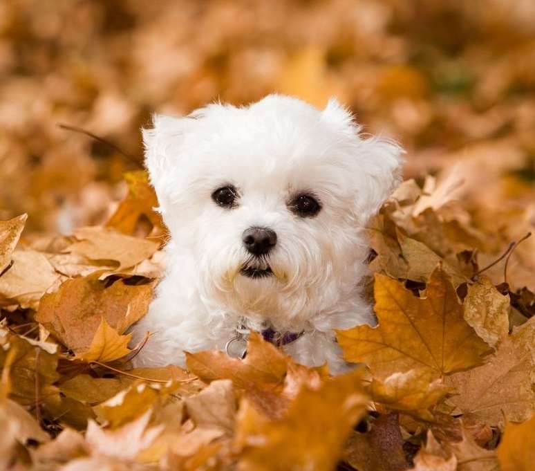 Essa fofura de cachorro tem energia de sobra! - Shutterstock