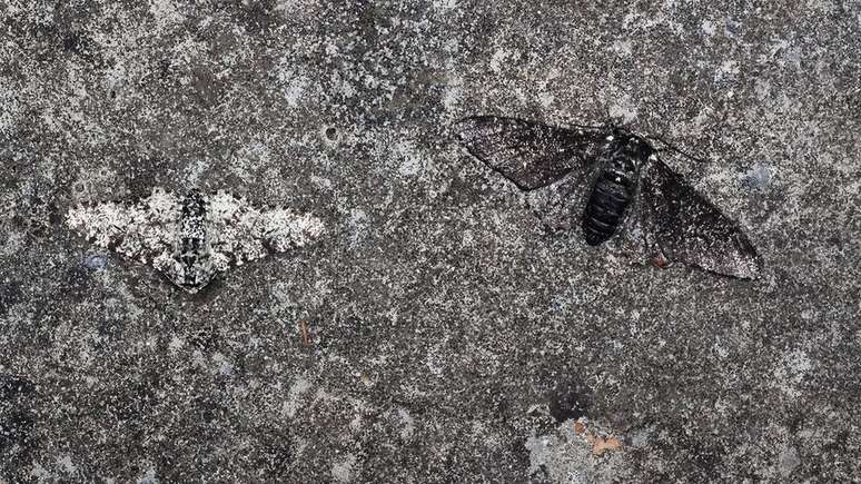 A mariposa apimentada adquiriu uma coloração mais escura para se adaptar à poluição industrial