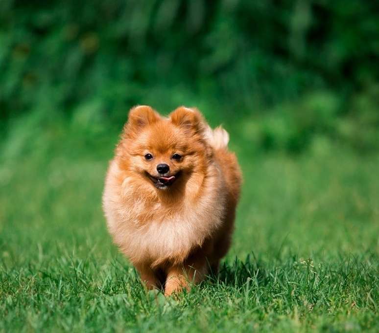 O lulu-da-pomerânia é realmente uma bolinha de pelos! - Shutterstock