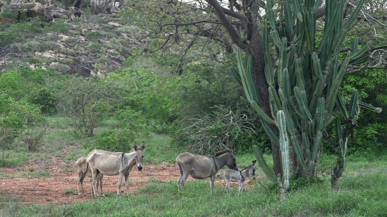 Antes do abate, animais ficam armazenados em &aacute;reas de caatinga na Chapada Diamantina