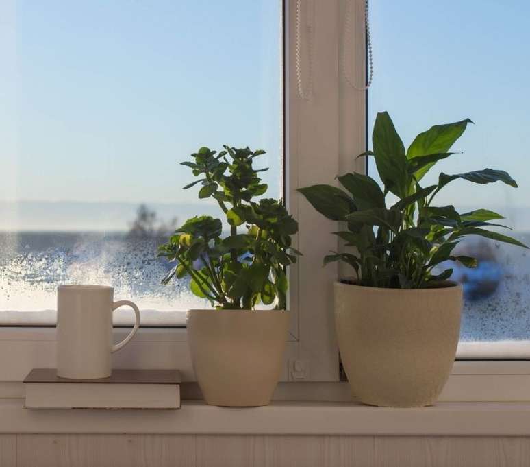 Plantas e outros elementos relacionados ao meio ambiente ajudam na sensação de conforto do lar - Shutterstock