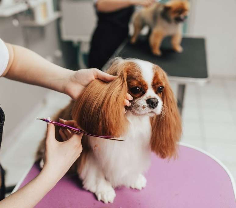 Tosa &eacute; muito importante, mas &eacute; preciso tomar cuidado para n&atilde;o cortar demais os pelos - Shutterstock
