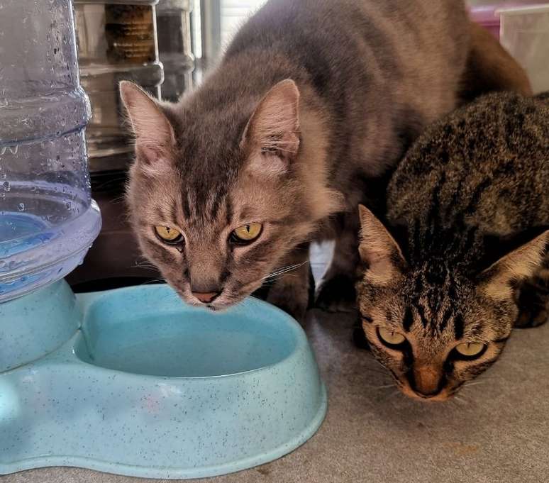 Muitos animais acabam bebendo menos &aacute;gua do que o necess&aacute;rio no ver&atilde;o - Shutterstock