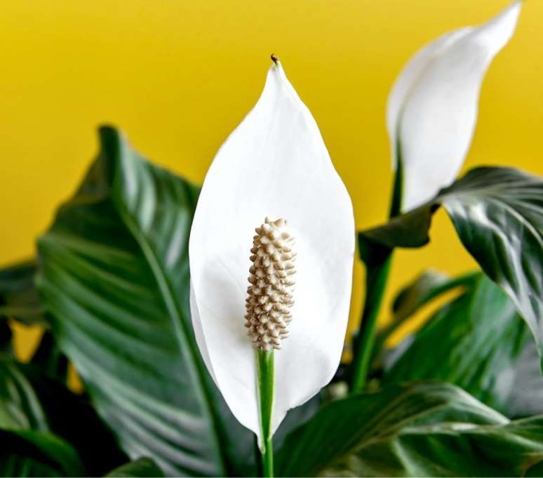 Além de linda, essa planta promete equilibrar as vibrações do local onde é colocada! - Shutterstock