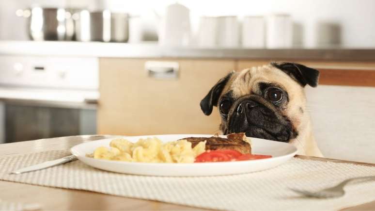 Assim como nós, os pets também podem apresentar alergia a algum alimento