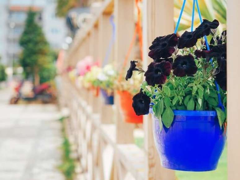 63. Vaso suspenso de petunia preta &ndash; Foto iStock