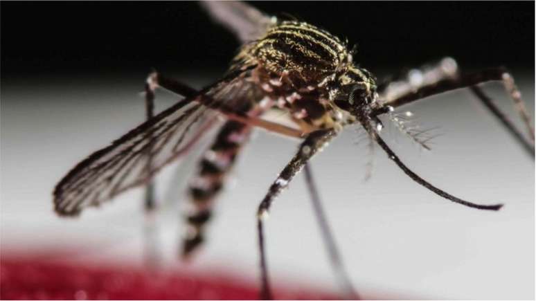 Verão e época de chuvas trazem explosão no Brasil de casos de dengue, que tem sintomas parecidos com covid-19