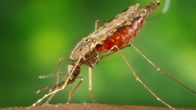 Os mosquitos Anopheles são os transmissores do protozoário causador da malária, doença considerada endêmica em partes da África e das Américas