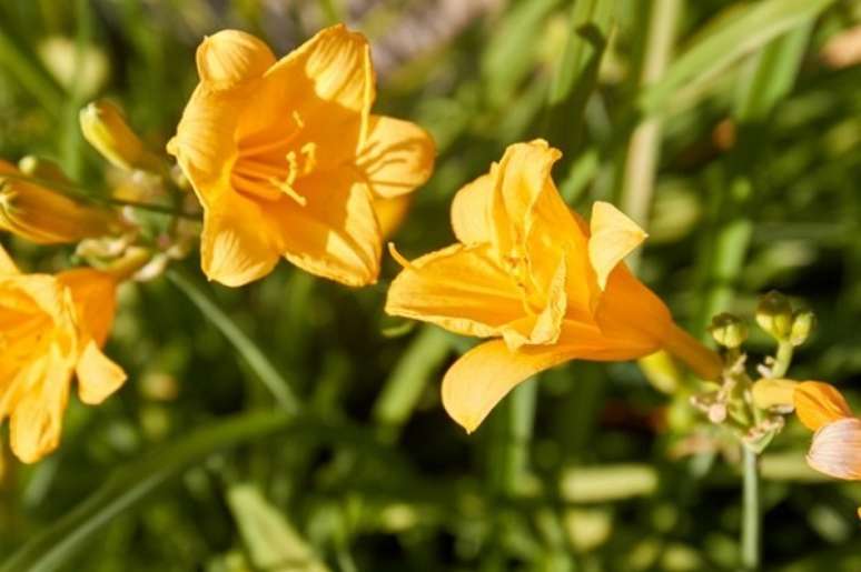 2. Jardim com flores coloridas do tipo amar&iacute;lis amarelas &ndash; Foto Freepik