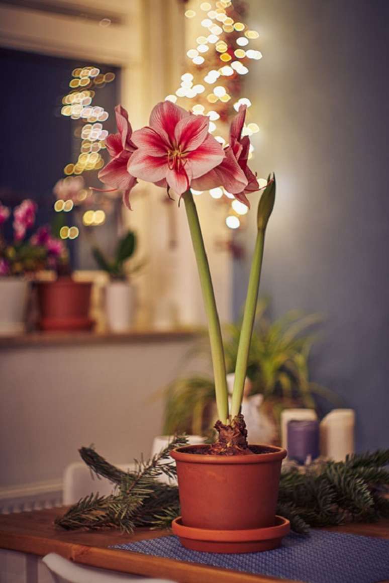 20. Flor colorida amar&iacute;lis rosa no vaso &ndash; Foto Adobe Stock