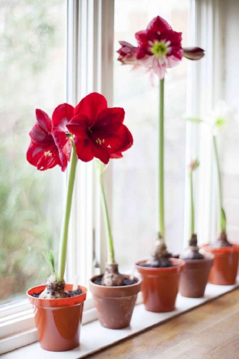 38. Janela com vaso de amar&iacute;lis vermelha e rosa flores coloridas lindas &ndash; Foto Gardeners World