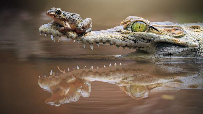 Os animais deixam vestígios de DNA ao interagir com o meio ambiente.