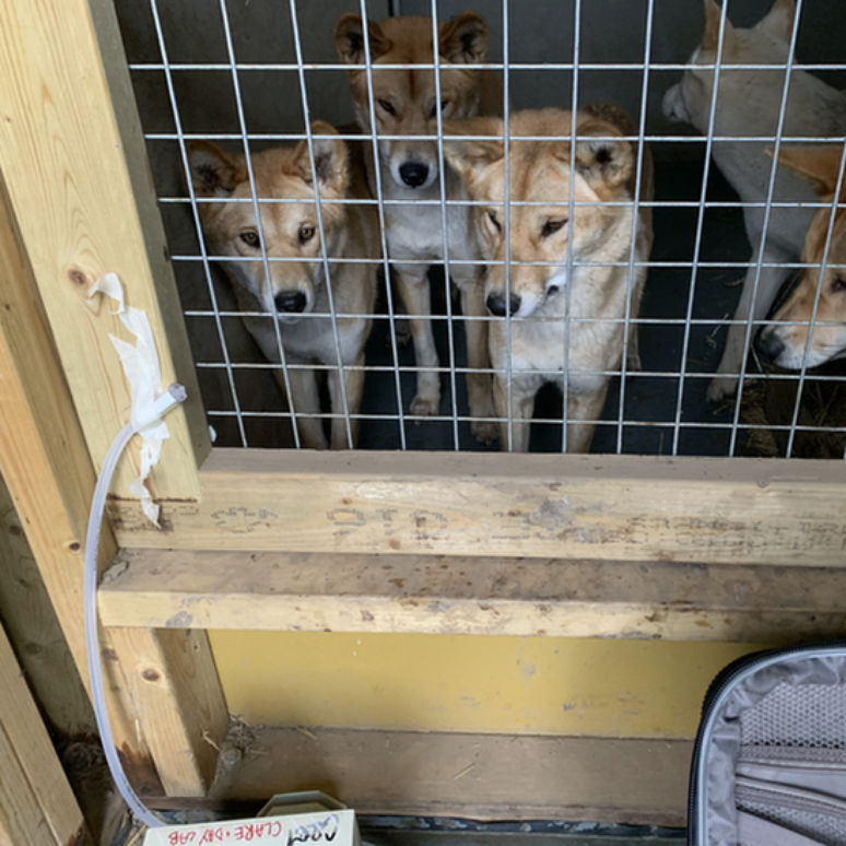 Nesta imagem, dingos do zoológico de Hamerton (Inglaterra) são vistos ao lado de um dispositivo para capturar seu DNA no ar