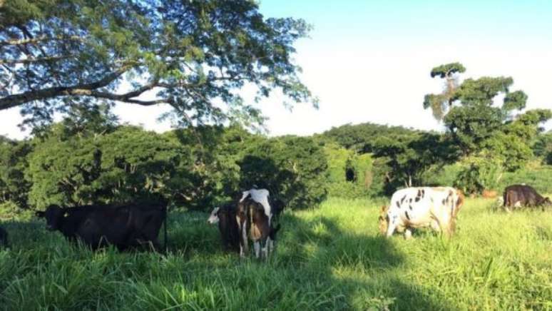 Guaraci Agropastoril tem outro tratamento