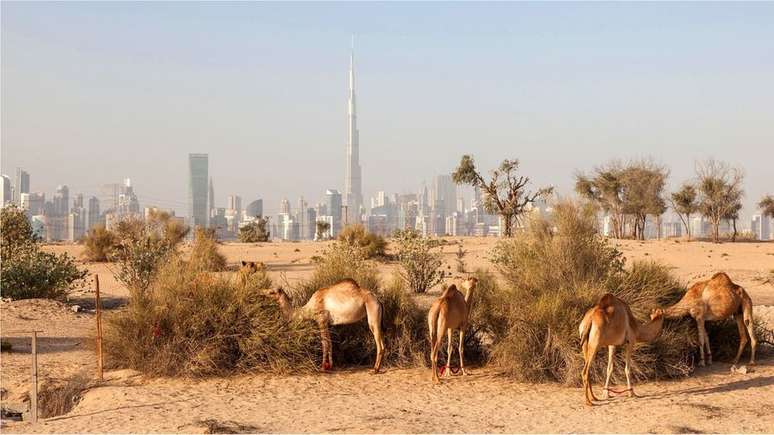 Camelos no deserto com a paisagem urbana de Dubai ao fundo
