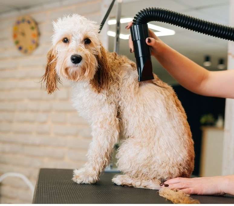 A toalha pode não ser o suficiente para a secagem dos cães de pelagem longa, então aposte no secador! - Shutterstock
