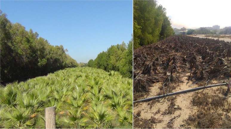 Palmeiras Washingtonia plantadas como parte da iniciativa "Um Milhão de Árvores" perto de Dubai em 2016 (esquerda) e 2019 (direita)