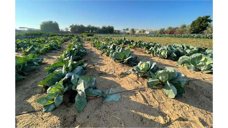 Hortaliças em campo tratado com argila natural líquida