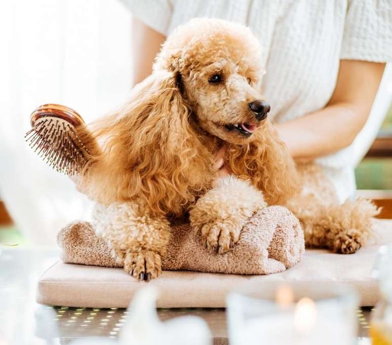 Escovar os pelos do cachorro ajuda que eles não fiquem com "nós" - Shutterstock