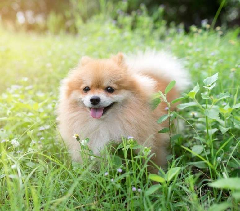 É muito bom passear com os pets, mas é preciso atenção nos períodos de calor! - Shutterstock