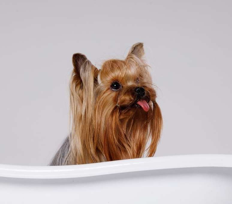 A hora do banho é um dos momentos que merecem a atenção dos tutores de cachorros de pelo longo - Shutterstock