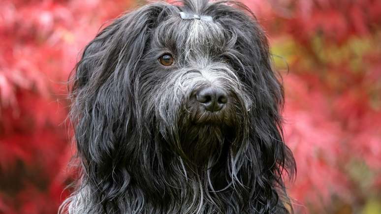 Cachorros de pelagem longa exigem cuidados diferentes dos cães de pelo curto