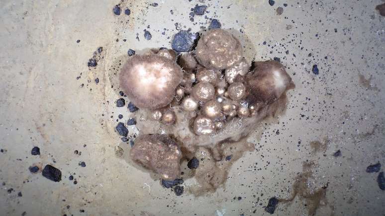 Esponjas atuam como engenheiros do ecossistema, mantendo sa&uacute;de do meio ambiente