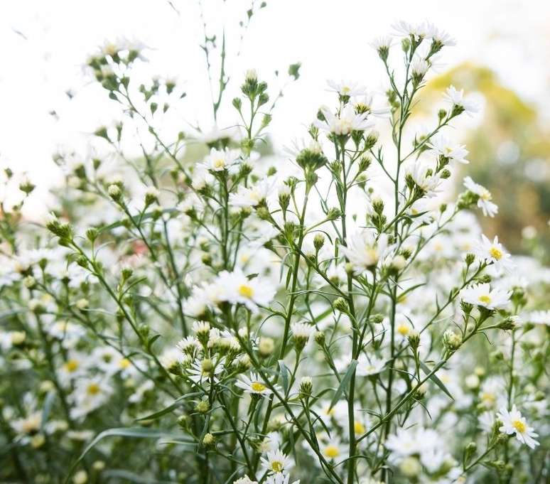 Flores mosquitinho tamb&eacute;m s&atilde;o uma boa op&ccedil;&atilde;o para a decora&ccedil;&atilde;o de Valentine's Day - Shutterstock