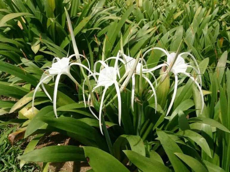 3. Lírio aranha branco para jardim – Foto Faz Facil