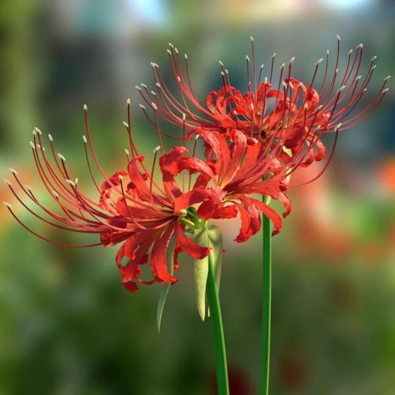 Lírio Aranha: Características, Significado e Dicas de Como Cuidar da Flor