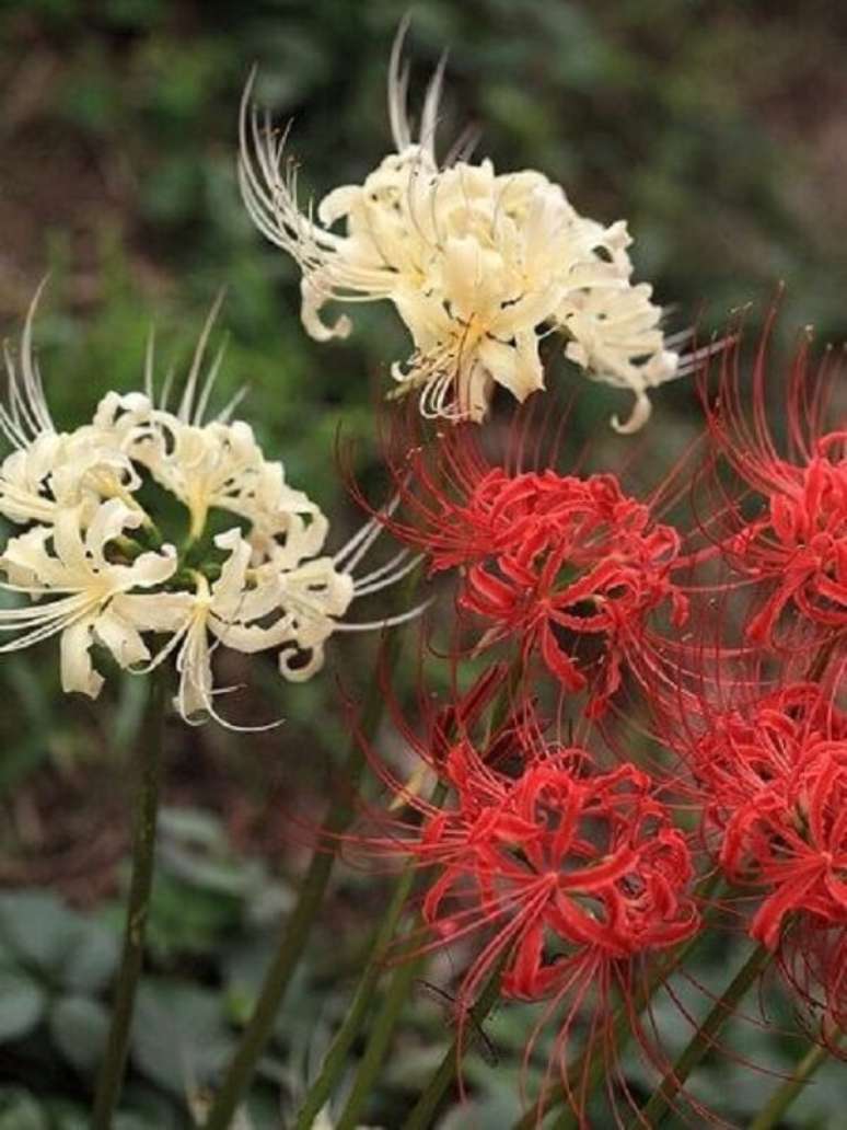 4. Lírio aranha vermelho e branco para jardim – Foto Jardineiro