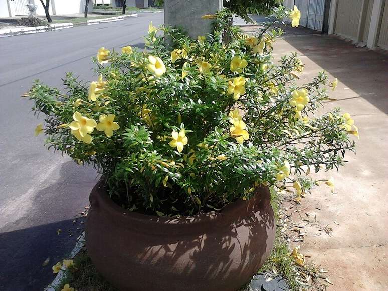 19. A alamanda em vaso decora a calcada. Fonte: Momentum