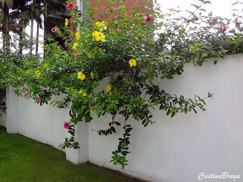 17. A alamanda rosa e amarela trazem cor para o muro branco. Fonte: Cristina Braga