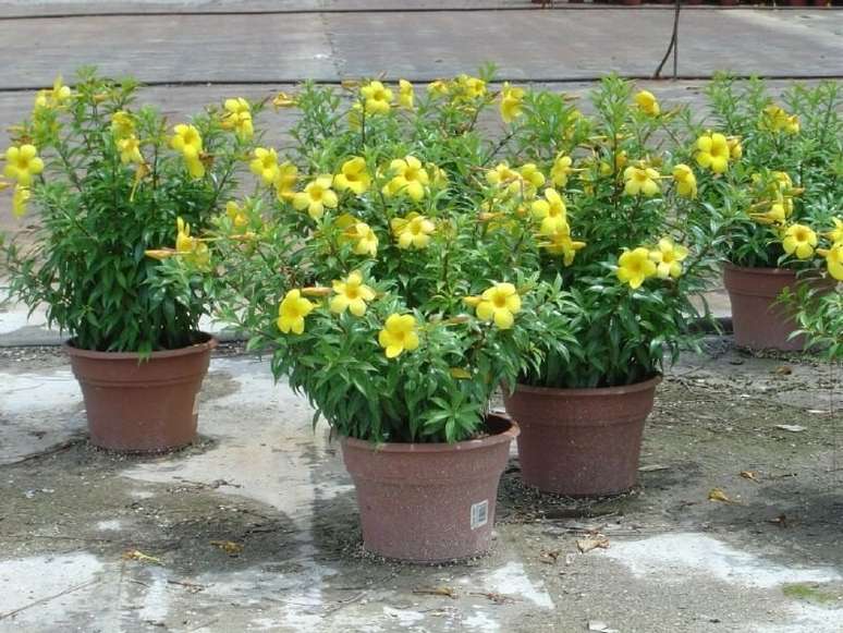 6. Alamanda em vaso. Fonte: ConstruindoDECOR