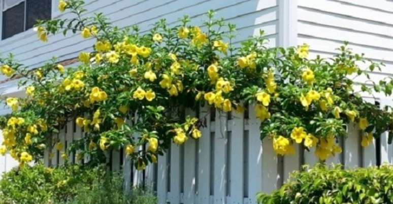 8. &Eacute; dif&iacute;cil n&atilde;o se apaixonar pela planta alamanda. Fonte: Momentum