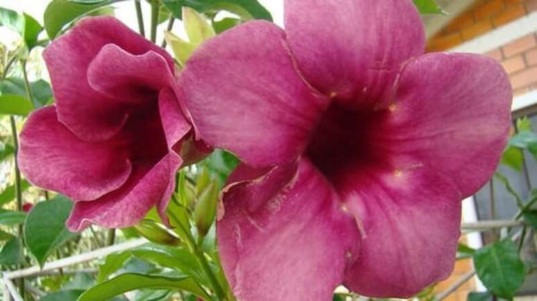 11. Alamanda rosa. Fonte: Blog das Flores