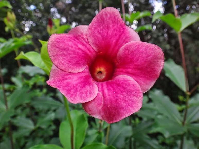 5. Alamanda rosa. Fonte: Uma Flor Por Dia
