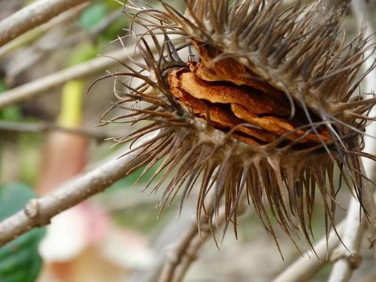 7. Aprenda como fazer muda de alamanda a partir de sementes. Fonte: Meu Cantinho Verde