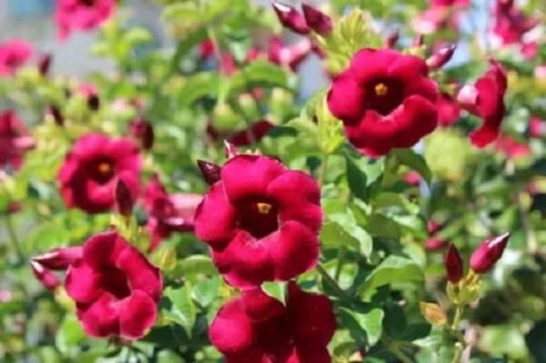 15. A alamanda vermelha, amarela e rosa &eacute; uma trepadeira arbustiva que adora o calor. Fonte: Mercado Livre