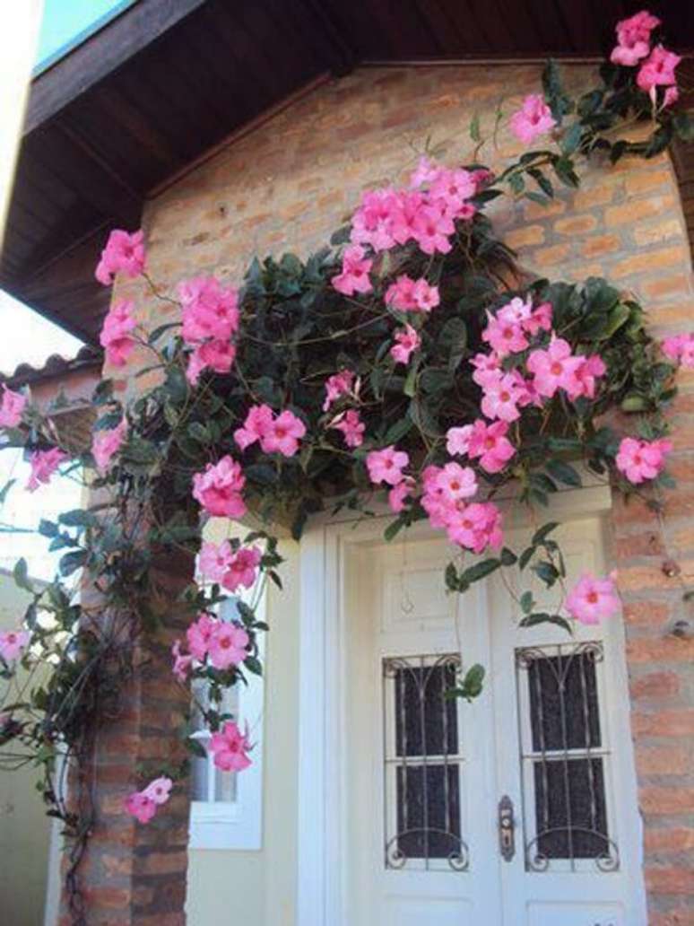 12. Alamanda rosa decora a fachada do im&oacute;vel. Fonte: Casa e Jardim