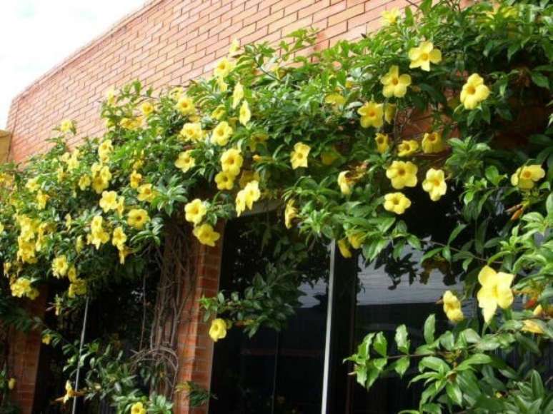 10. Decore a fachada do im&oacute;vel com flor alamanda amarela. Fonte: Mundo Ecologia