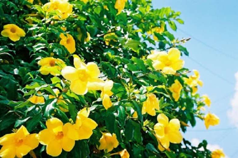 22. Planta alamanda amarela cultivada em jardim. Fonte: Terapia Politica