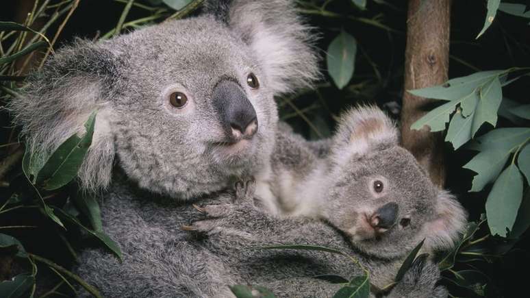 Os coalas sofreram uma perda dramática de habitat na Austrália