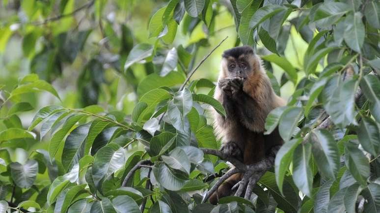 Macaco-prego-de-papo-amarelo já perdeu quase 80% da área de ocorrência no Cerrado