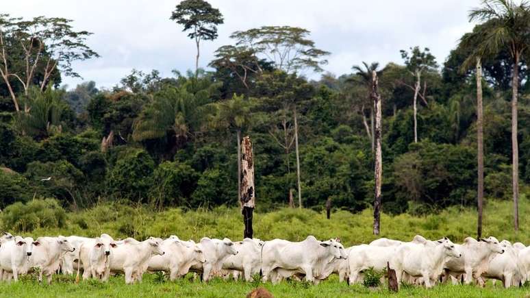 Avanço de área de pastagem é uma das principais causas da perda de vegetação nativa nos biomas