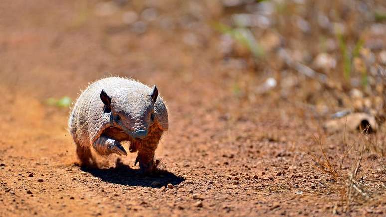 Mascote da Copa de 2014, tatu-bola tem habitat ameaçado pelo avanço da soja