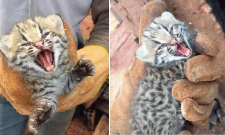 Filhotes de gato-do-mato foram encontrados em área desmatada.