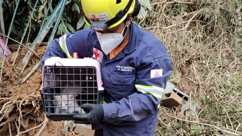 ONGs, equipes de emergência e funcionários da Prefeitura estão resgatando os animais