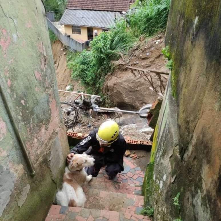 Mais de 400 animais já foram salvos na cidade